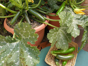 Start plants from seeds this year